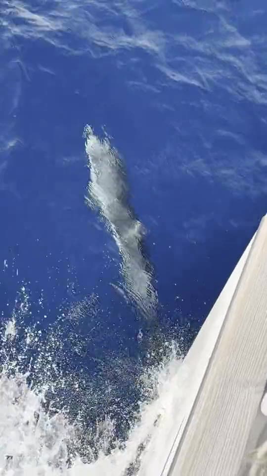 Dolphins swimming alongside the yacht