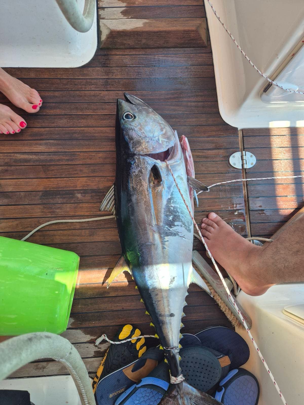 A tuna on the deck of the yacht
